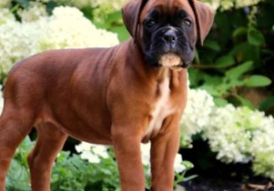 adorable-Boxer-puppy