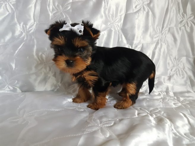 adorable-yorkshire-terrier-puppies-for-sale-5b070fb7be1fc