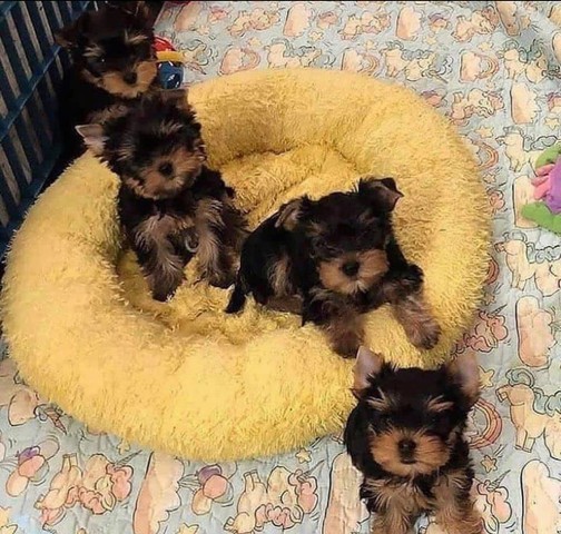 4-puppies