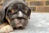 Home Raised English Bulldog Puppy