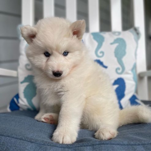 Adorable Siberian Husky Puppy Available