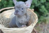 LOVELY BLUE FRENCH BULLDOG PUPPY FOR SALE