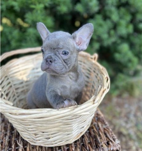 LOVELY BLUE FRENCH BULLDOG PUPPY FOR SALE