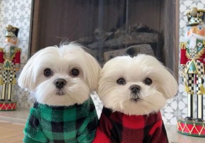 super adorable Maltese Puppies Available