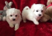 kennel-club-registered-maltese-puppie