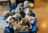 Great Dane puppies available