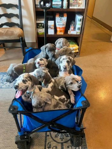 Great Dane puppies available