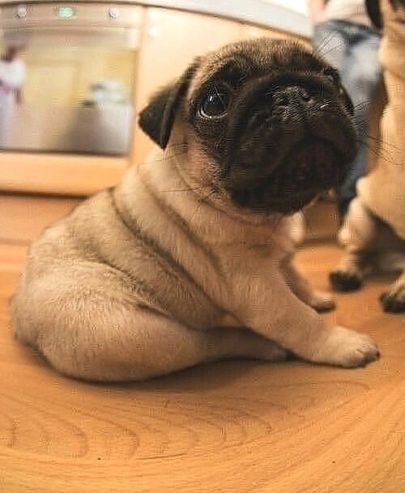 charming pug puppies for you