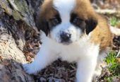 St Bernard Puppies Ready For New Homes
