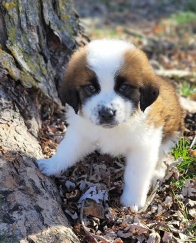 St Bernard Puppies Ready For New Homes