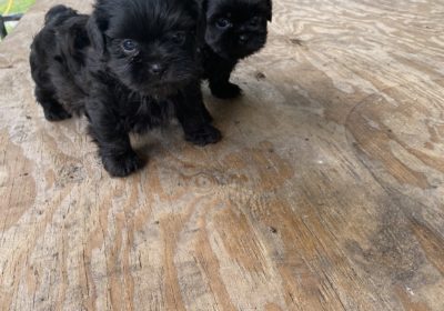 Male Shih Tzu Available