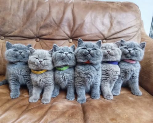 british-shorthair-kittens-for-sale-1345891