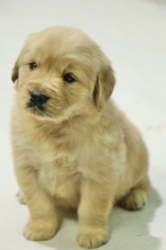 Golden Retriever Puppy | Golden Retriever Puppies Sale – Dav Pet Lovers