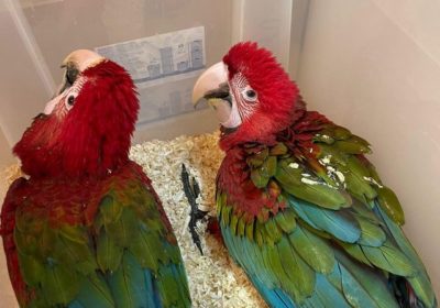 Supertame Handreard Baby Green Wing Macaws