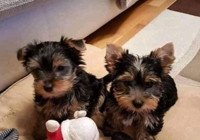 AKC Registered Yorkie puppies for sale