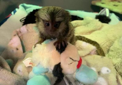 Nice Lovely baby face marmoset monkey for adoption