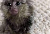 Nice Lovely baby face marmoset monkey for adoption