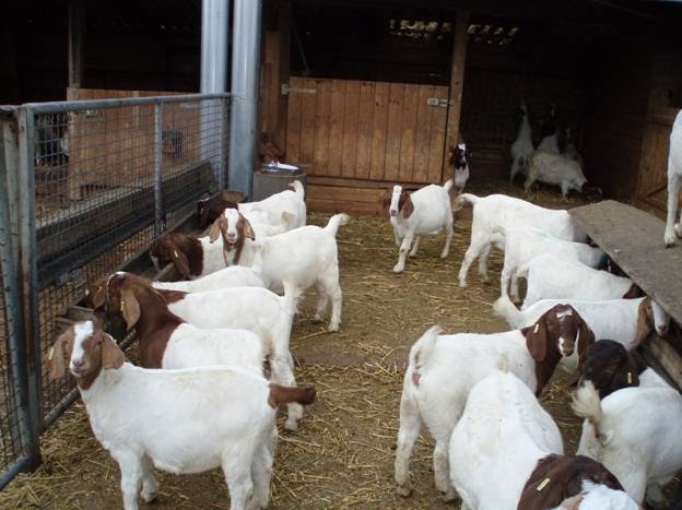 Standard and quality Boer Goats for sale.