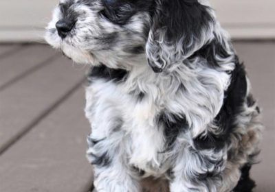 New Litter of Gorgeous Cockapoo Puppies