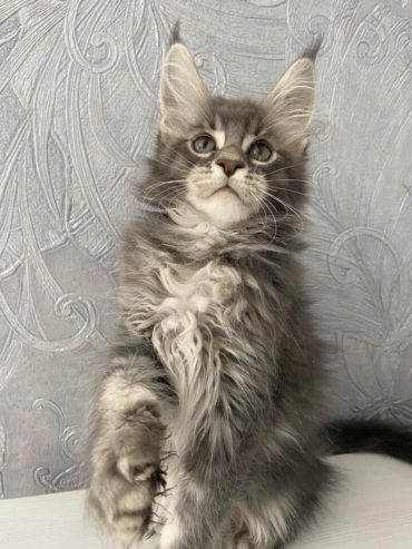 Lovely Maine coon kittens for sale
