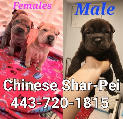 Chinese Shar-pei Puppies