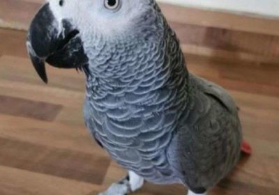 african-grey-parrot-for-sale