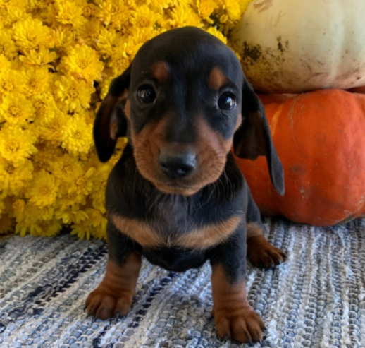 lovely Dachshund puppies for sale text us at +1 (402)246-0882