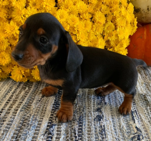 lovely Dachshund puppies for sale text us at +1 (402)246-0882