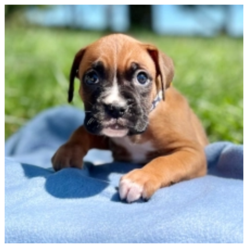 Male And Female Boxer Puppies