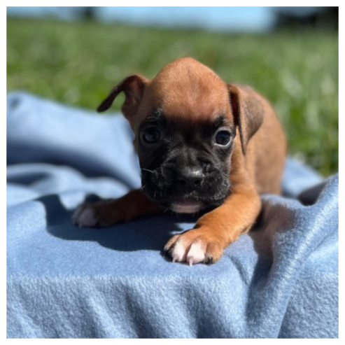 Male And Female Boxer Puppies