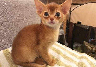 Cute Abyssinian Kittens Available