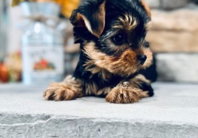 teacup Yorkie Puppies Available