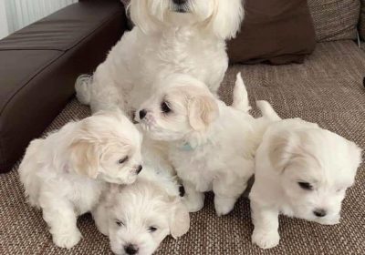 Cute Males and Females Maltese Puppies Available For Good Homes
