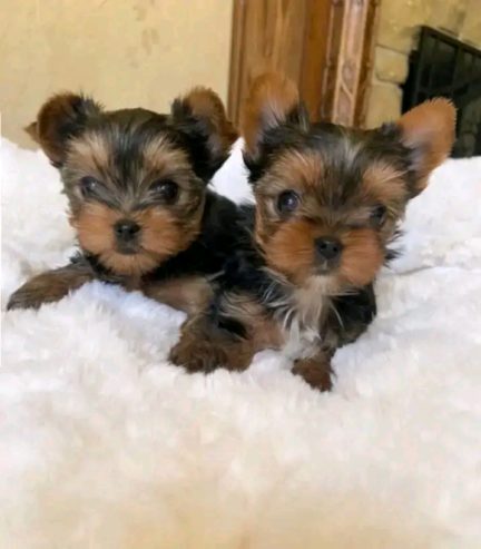 Yorkieshire Terrie Puppies For Adoption