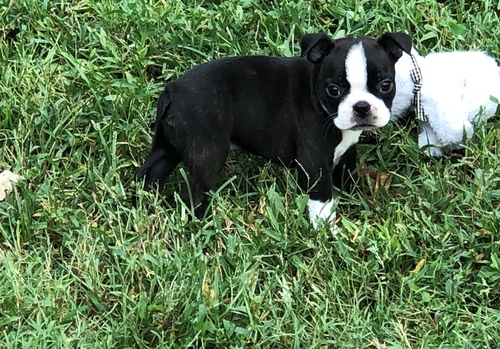 AKC Boston Terrier Puppies Available.