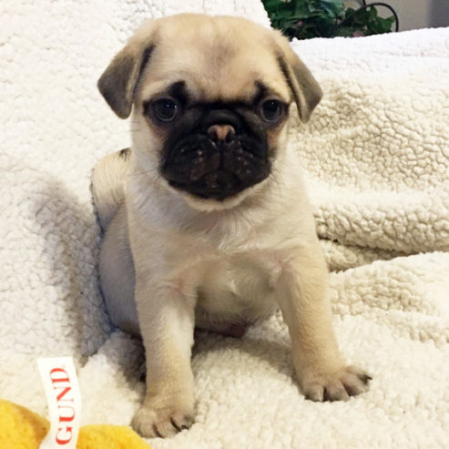 Male and Female Pug Puppies Available 513-901-8766