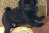 Male and Female Pug Puppies Available 513-901-8766