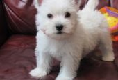 AKC West Highland White Terrier Puppies