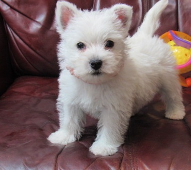 AKC West Highland White Terrier Puppies