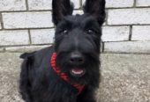 Scottish Terrier Puppies For Sale