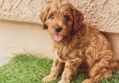 Golden doodle puppies available for adoption.
