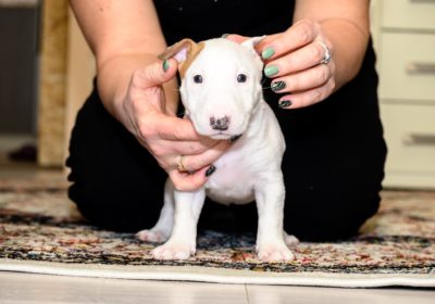 AKC registered Bull Terrier puppies Available