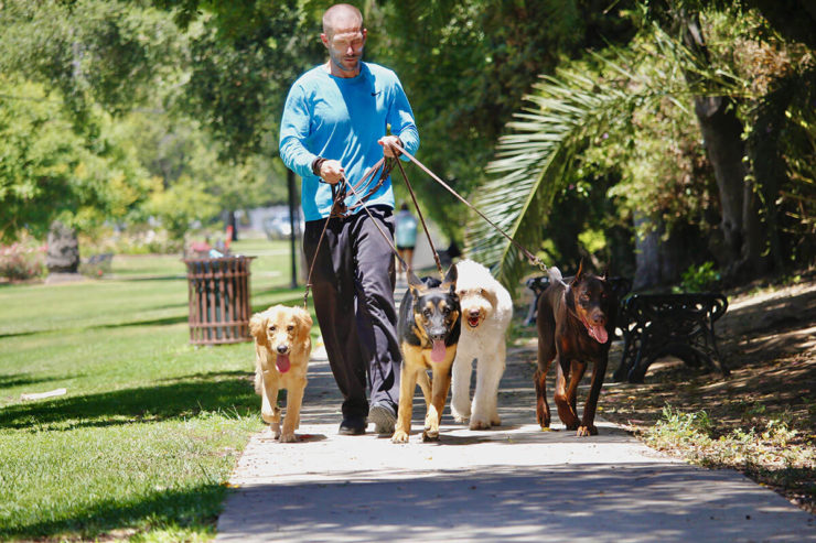 Obedience Please Dog Training – Dog Boarding Pasadena
