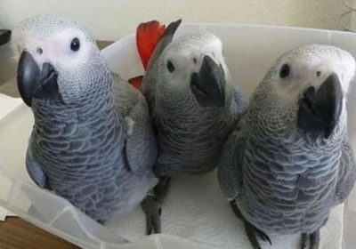 african-grey-chicks