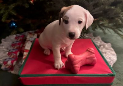 Jack Russell Terrier Christmas Puppies