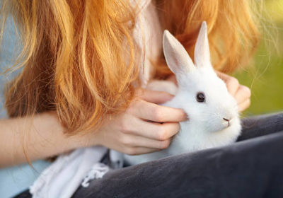 White rabbit 🐰