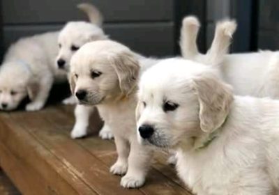 Lovely pure breed Labrador Retrievers puppies.