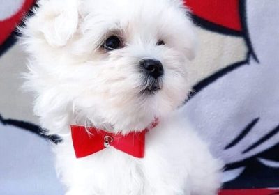 maltese_puppies_for_sale1__20210915_190338_0