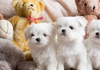 maltese_puppies_forsale_1_20210915_191525_0