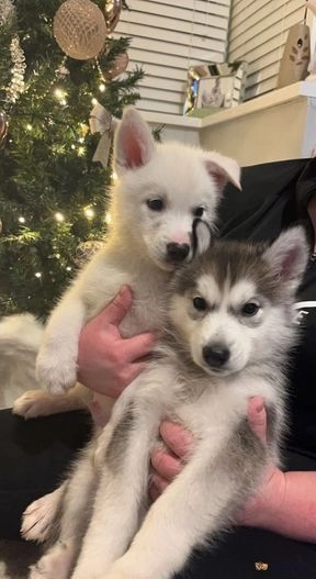 one Stunning Siberian Husky Puppy Left it is very urgent i have to travel